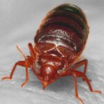 bed bug 3 150x150 2