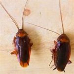 cockroach