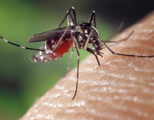 mosquito-female-aedes-albopictus-1332382-qcw07yso0h5ntv0ke2etx7nmit45ywkjx57hfsra5u