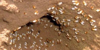 Termites (1)